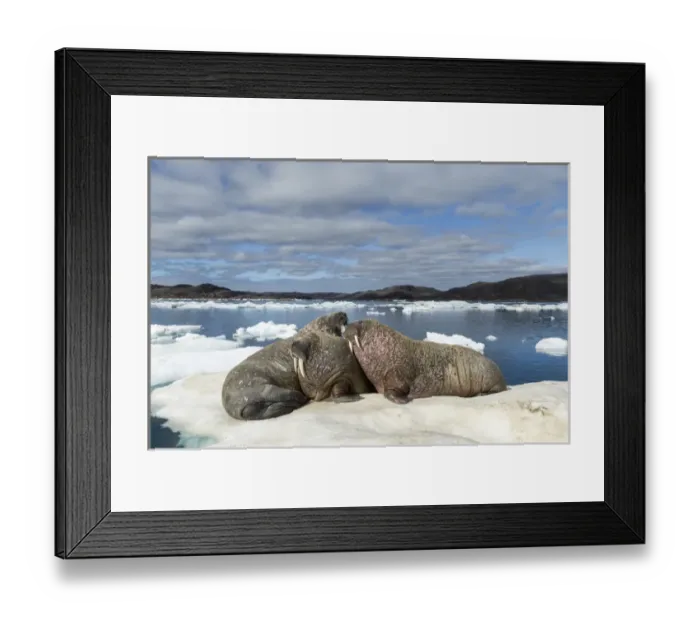 Framed Print : Canada, Nunavut Territory, Repulse Bay, Group of Walrus (Odobenus rosmarus) resting Framed Print : Canada, Nunavut Territory, Repulse Bay, Group of Walrus (Odobenus rosmarus) resting