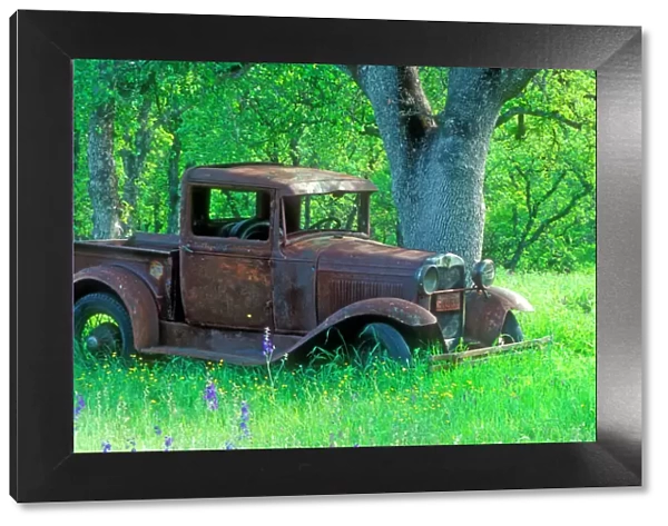 A rusting 1931 Ford pickup truck sitting in a field under an oak tree