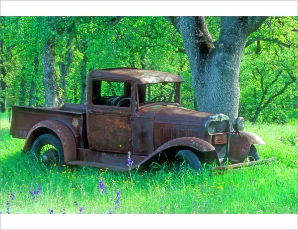 A rusting 1931 Ford pickup truck sitting in a field under an oak tree