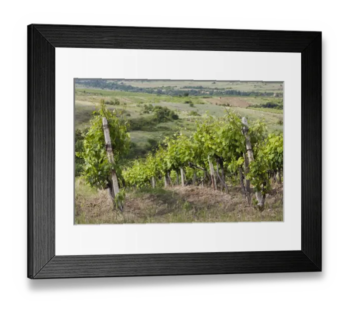 Framed Print : Bulgaria, Southern Mountains, Melnik-area, Vinogradi, village vineyards Framed Print : Bulgaria, Southern Mountains, Melnik-area, Vinogradi, village vineyards