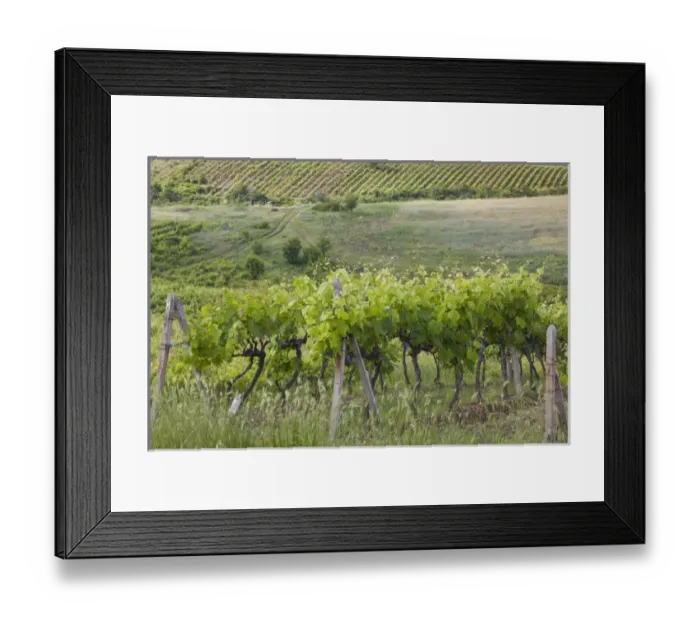 Framed Print : Bulgaria, Southern Mountains, Melnik-area, Vinogradi, village vineyards Framed Print : Bulgaria, Southern Mountains, Melnik-area, Vinogradi, village vineyards