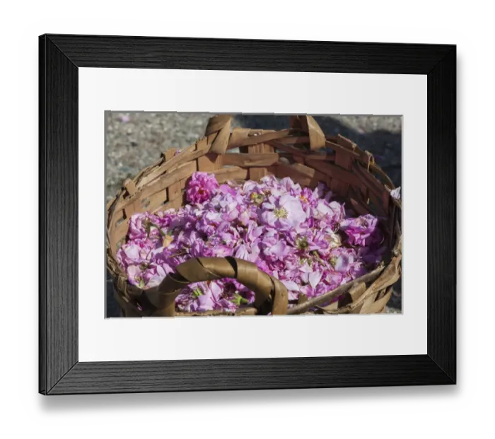 Framed Print : Bulgaria, Central Mountains, Kazanlak, Kazanlak Rose Festival, town produces 60% Framed Print : Bulgaria, Central Mountains, Kazanlak, Kazanlak Rose Festival, town produces 60%