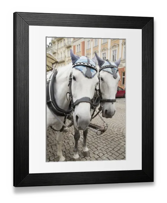 Framed Print : Karlovy Vary, Czech Republic. Horses on cobblestone Karlovy Vary street Czech Republic