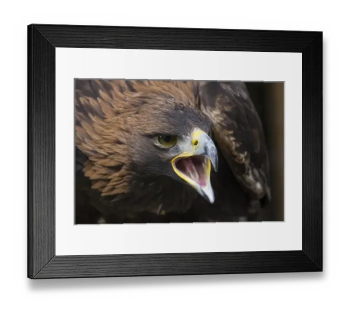 Framed Print : Czech Republic, Liberec, Sychrov. Golden Eagle (Aquila chrysaetos) Falconry Show Framed Print : Czech Republic, Liberec, Sychrov. Golden Eagle (Aquila chrysaetos) Falconry Show