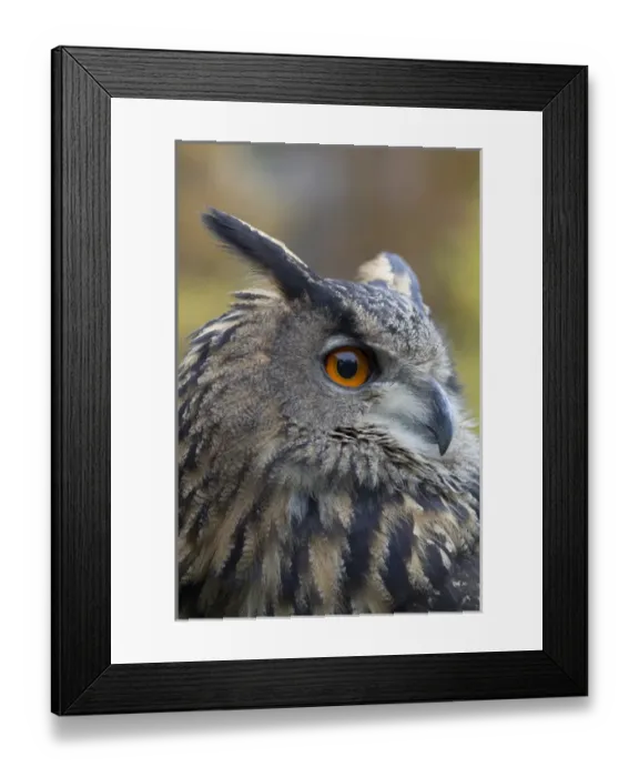 Framed Print : Czech Republic, Liberec, Sychrov. Eagle owl (Bubo bubo). Captive. Falconry Show with birds of prey