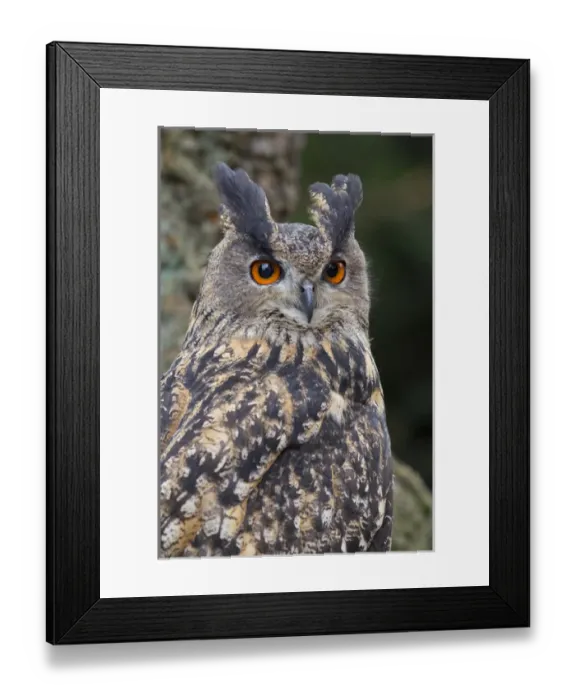 Framed Print : Czech Republic, Liberec, Sychrov. Eagle owl (Bubo bubo). Captive. Falconry Show with birds of prey Framed Print : Czech Republic, Liberec, Sychrov. Eagle owl (Bubo bubo). Captive. Falconry Show with birds of prey