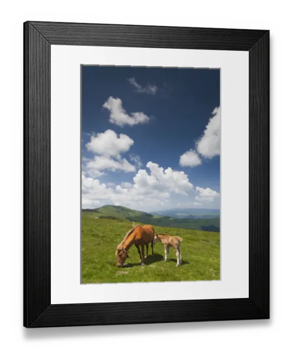 Framed Print : Bulgaria, Central Mountains, Troyan, Troyan Pass, elevation 1525 meters, horses Framed Print : Bulgaria, Central Mountains, Troyan, Troyan Pass, elevation 1525 meters, horses