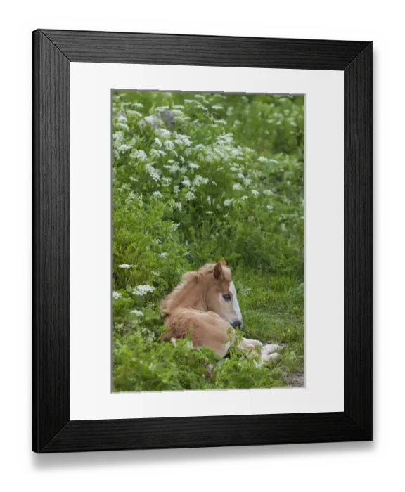 Framed Print : Bulgaria, Central Mountains, Koprivshtitsa, young colt