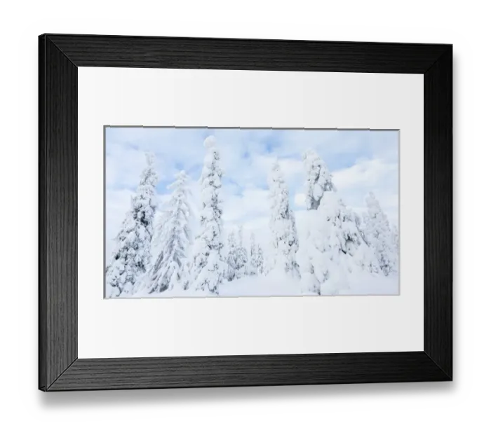 Framed Print : Snow covered trees, Riisitunturi National Park, Lapland, Finland Framed Print : Snow covered trees, Riisitunturi National Park, Lapland, Finland
