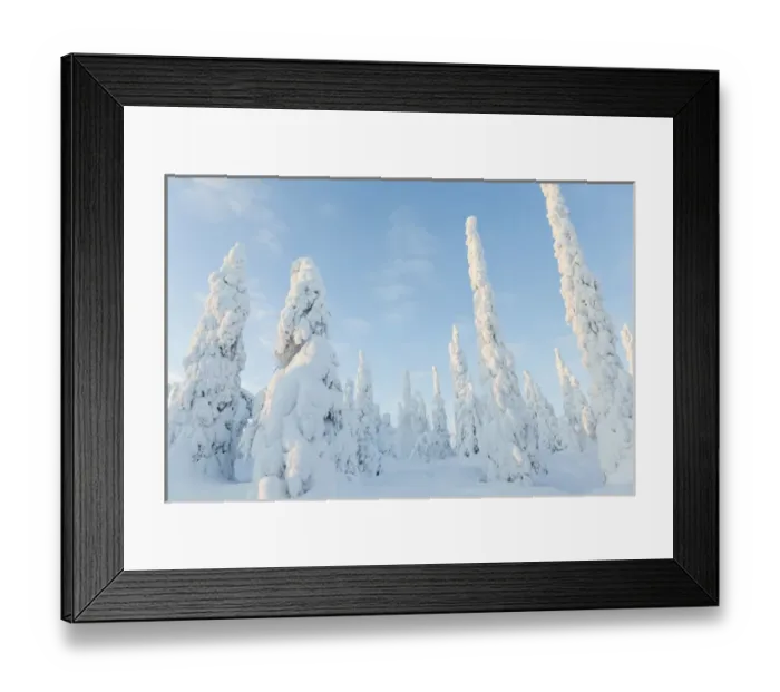 Framed Print : Snow covered trees, Riisitunturi National Park, Lapland, Finland