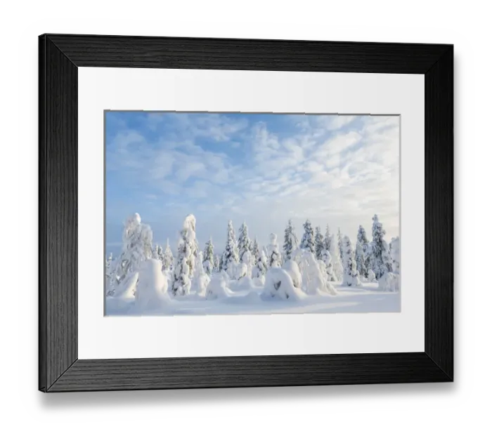 Framed Print : Snow covered trees, Riisitunturi National Park, Lapland, Finland Framed Print : Snow covered trees, Riisitunturi National Park, Lapland, Finland