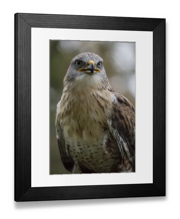 Framed Print : Czech Republic, Liberec, Sychrov. red-tailed hawk (Buteo jamaicensis)