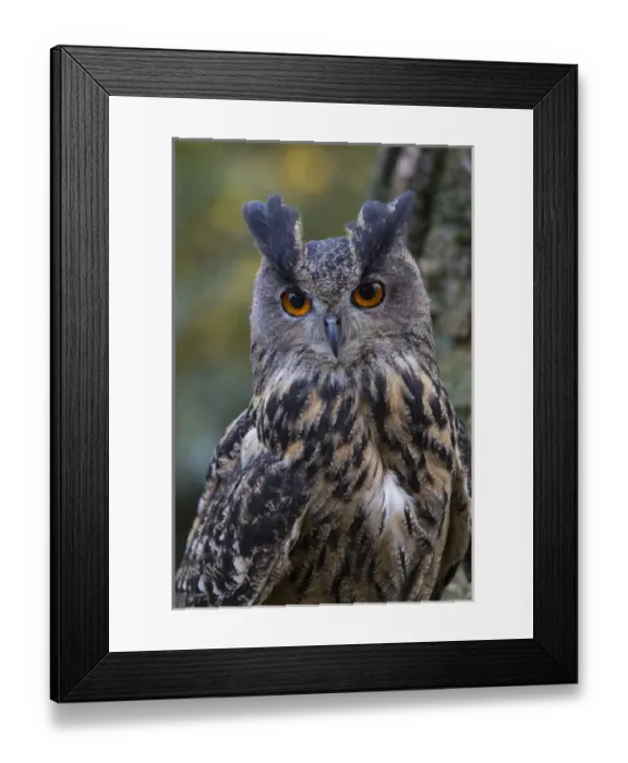 Framed Print : Czech Republic, Liberec, Sychrov. Eagle owl (Bubo bubo). Captive. Falconry Show with birds of prey