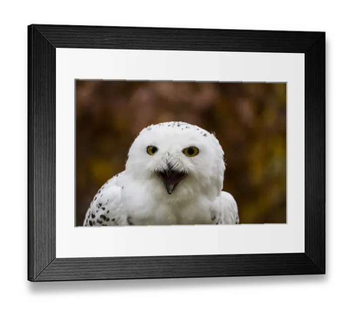 Framed Print : Czech Republic, Liberec, Sychrov. Snowy Owl (Bubo scandiacus, Nyctea scandiaca) Framed Print : Czech Republic, Liberec, Sychrov. Snowy Owl (Bubo scandiacus, Nyctea scandiaca)
