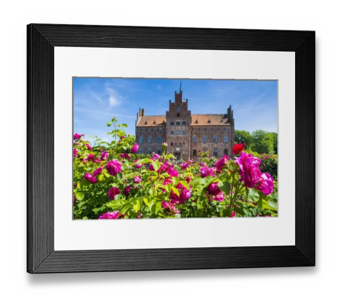 Framed Print : Blooming roses before Castle Egeskov, Denmark Framed Print : Blooming roses before Castle Egeskov, Denmark
