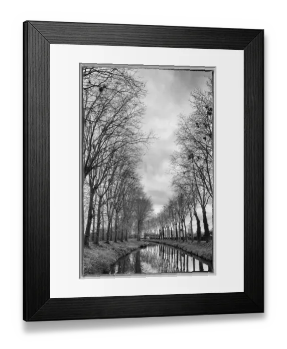 Framed Print : Europe, France, Burgundy, Nievre. Trees with bird nests (black and white) along Framed Print : Europe, France, Burgundy, Nievre. Trees with bird nests (black and white) along