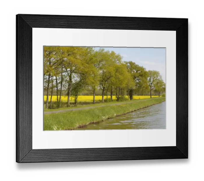 Framed Print : Europe, France, Loire. Trees and mustard fields along the banks of Canal lateral Framed Print : Europe, France, Loire. Trees and mustard fields along the banks of Canal lateral