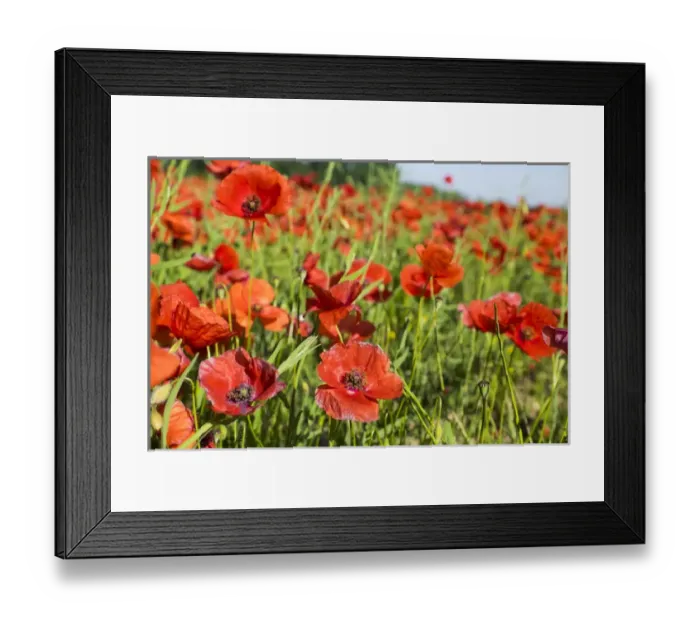 Framed Print : France, Southern France, poppy fields near St. Remy, Provence Framed Print : France, Southern France, poppy fields near St. Remy, Provence