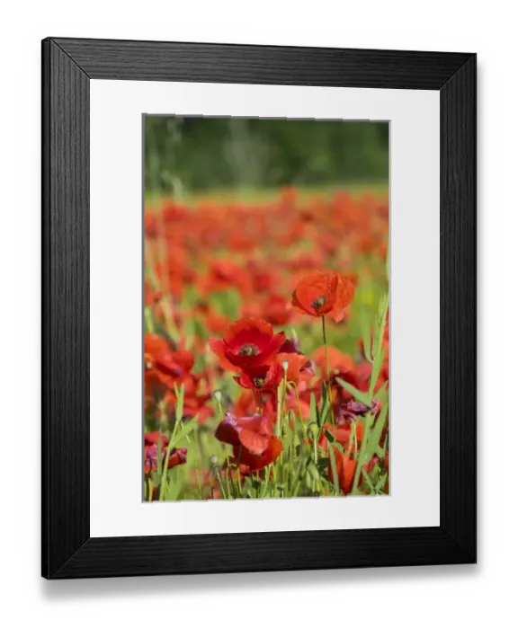 Framed Print : France, Southern France, poppy fields near St. Remy, Provence Framed Print : France, Southern France, poppy fields near St. Remy, Provence