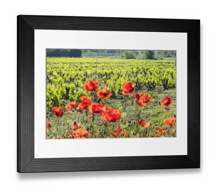 Framed Print : France, Southern France, poppy fields near St. Remy, Provence Framed Print : France, Southern France, poppy fields near St. Remy, Provence