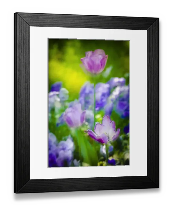 Framed Print : Tulips at Claude Monet house and gardens, Giverny, France Framed Print : Tulips at Claude Monet house and gardens, Giverny, France