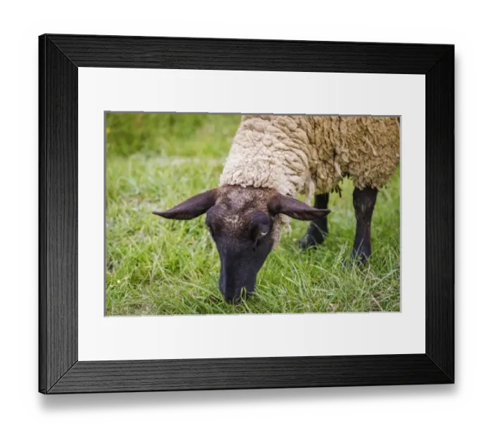Framed Print : Normandy sheep, Mont Saint-Michel, Normandy, France