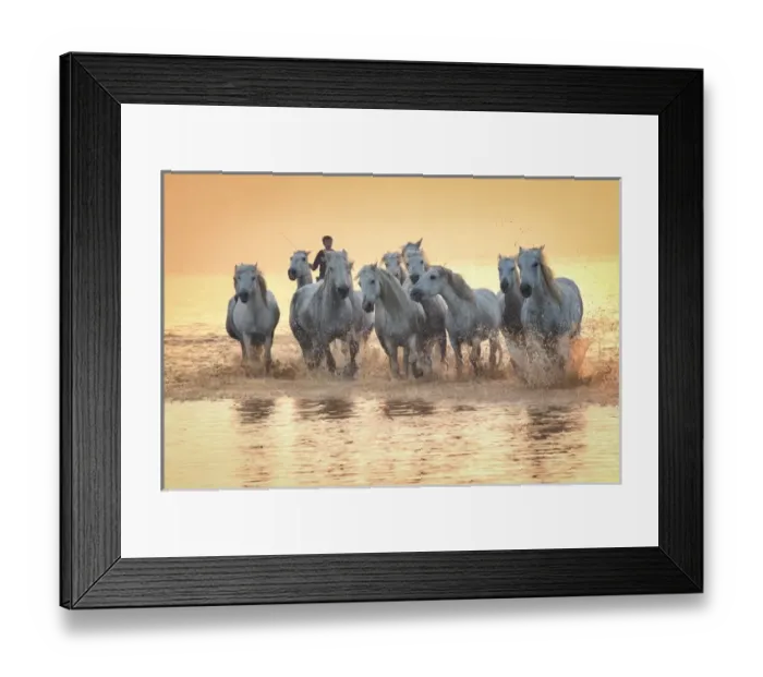 Framed Print : White horses of Camargue running in water at sunrise