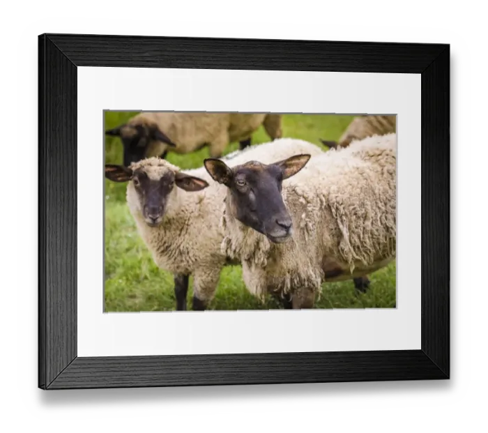 Framed Print : Normandy sheep, Mont Saint-Michel, Normandy, France