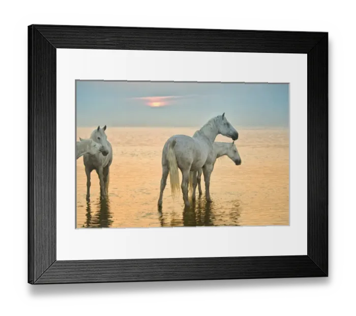 Framed Print : White horses of Camargue, France in water, playful Framed Print : White horses of Camargue, France in water, playful