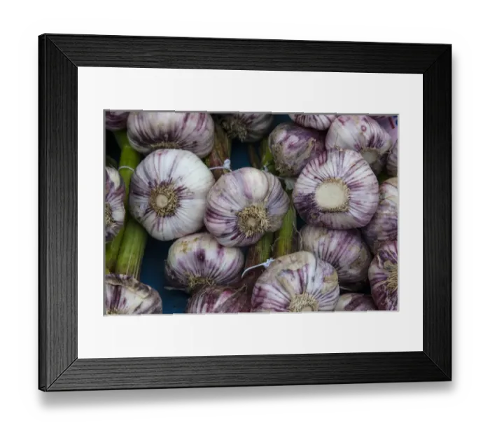 Framed Print : Grown locally near Bergerac, these purple garlics are sold at the outdoor market in Bergerac Framed Print : Grown locally near Bergerac, these purple garlics are sold at the outdoor market in Bergerac