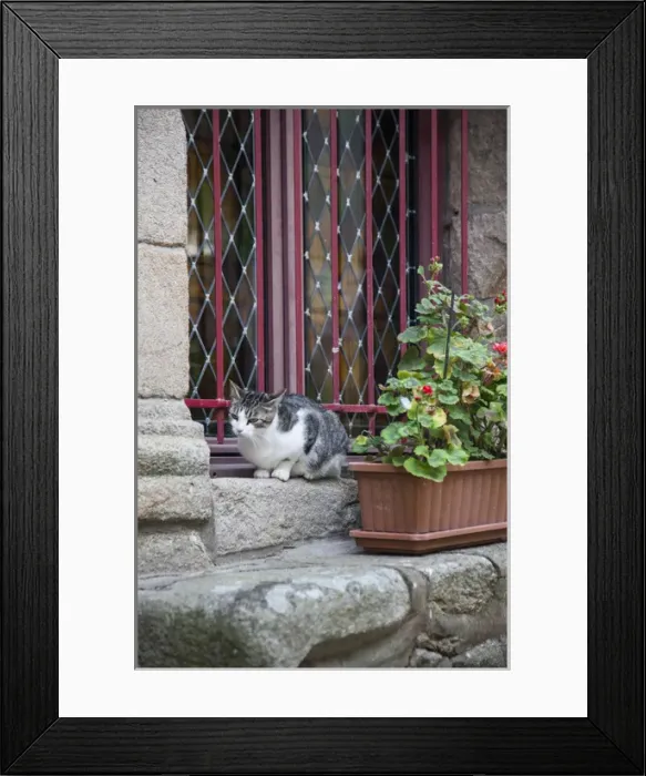 Framed Print : In a residential section of Auray, France, I captured a cat perched on a windowsill Framed Print : In a residential section of Auray, France, I captured a cat perched on a windowsill