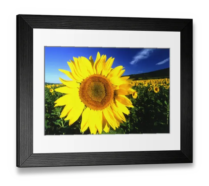 Framed Print : Sunflower, Provence, France