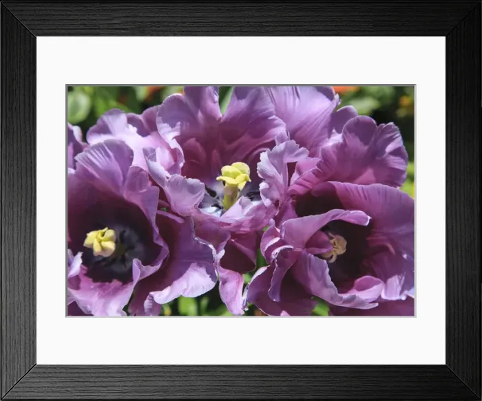 Framed Print : Found within the walled city of Saint Malo in Brittany are these lilac tulips blooming Framed Print : Found within the walled city of Saint Malo in Brittany are these lilac tulips blooming