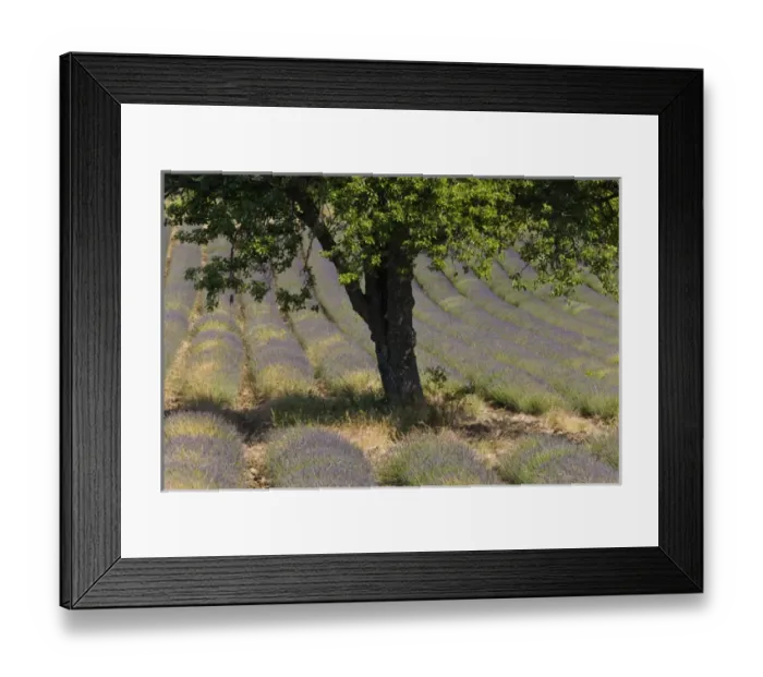 Framed Print : Lavender, near Montbrun-les-Bains, Vaucluse, Provence, France Framed Print : Lavender, near Montbrun-les-Bains, Vaucluse, Provence, France