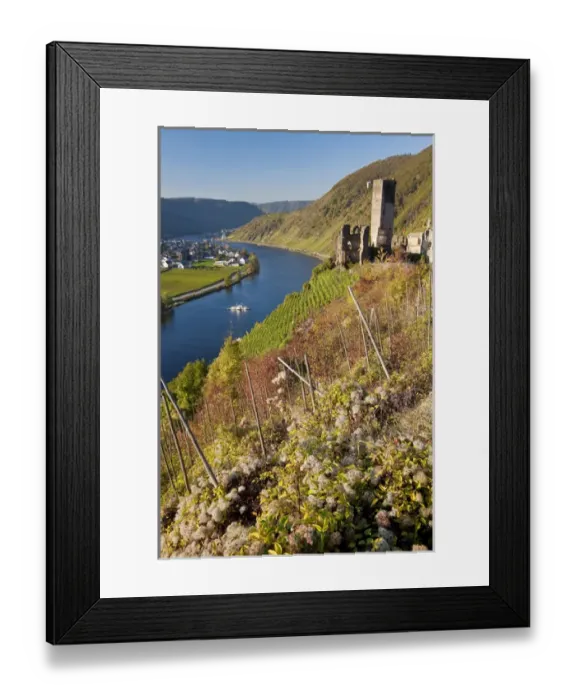 Framed Print : Germany, Deutschland; Rhineland-Palatinate, Rheinland-Pfalz, Metternich Castle ruins Framed Print : Germany, Deutschland; Rhineland-Palatinate, Rheinland-Pfalz, Metternich Castle ruins