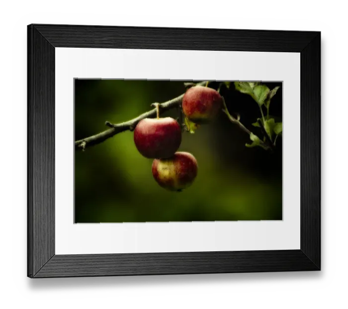Framed Print : Red apples hanging from branch stilllife