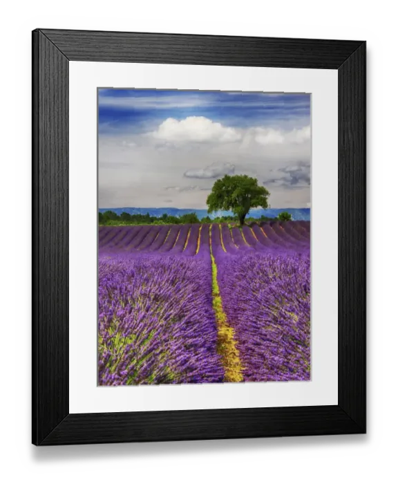 Framed Print : Europe; France; Provence; Lone Tree in Lavender Field Framed Print : Europe; France; Provence; Lone Tree in Lavender Field