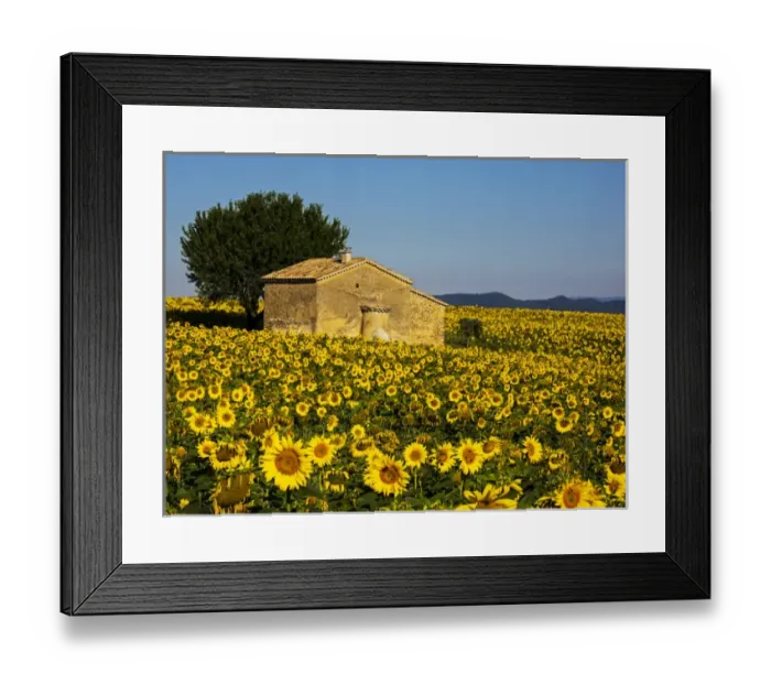 Framed Print : Europe; France; Provence; Old Farm House in Field of Sunflowers Framed Print : Europe; France; Provence; Old Farm House in Field of Sunflowers