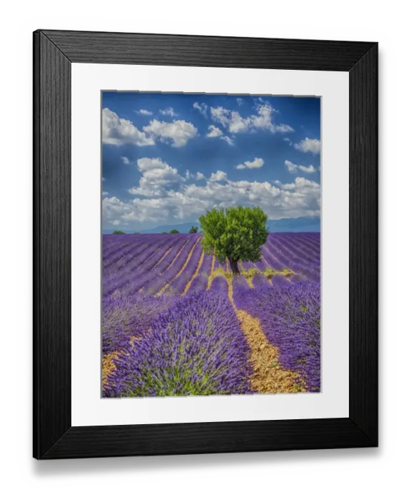 Framed Print : Europe; France; Provence; Valensole; Lone Tree in Lavender Field Framed Print : Europe; France; Provence; Valensole; Lone Tree in Lavender Field