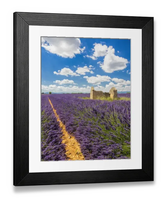 Framed Print : Europe; France; Provence; Old Farm House in Field of Lavender