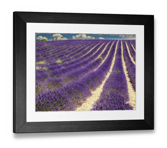 Framed Print : Europe; France; Provence; Lavender Field on the Valensole plateau Framed Print : Europe; France; Provence; Lavender Field on the Valensole plateau