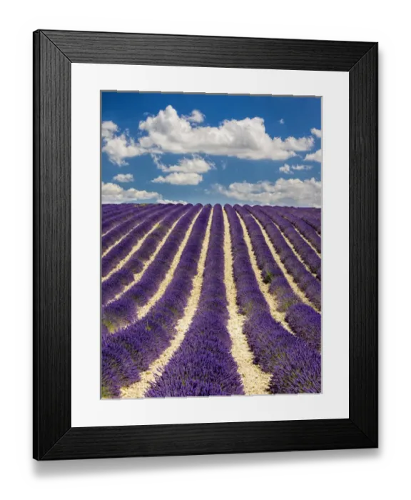 Framed Print : Europe; France; Provence; Lavender Field on the Valensole plateau Framed Print : Europe; France; Provence; Lavender Field on the Valensole plateau