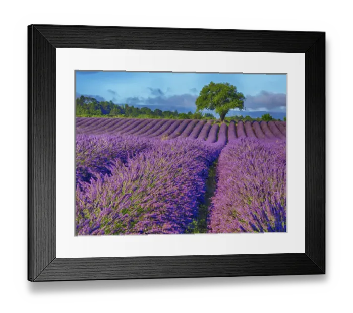 Framed Print : Europe; France; Provence; Lone Tree in Lavender Field Framed Print : Europe; France; Provence; Lone Tree in Lavender Field