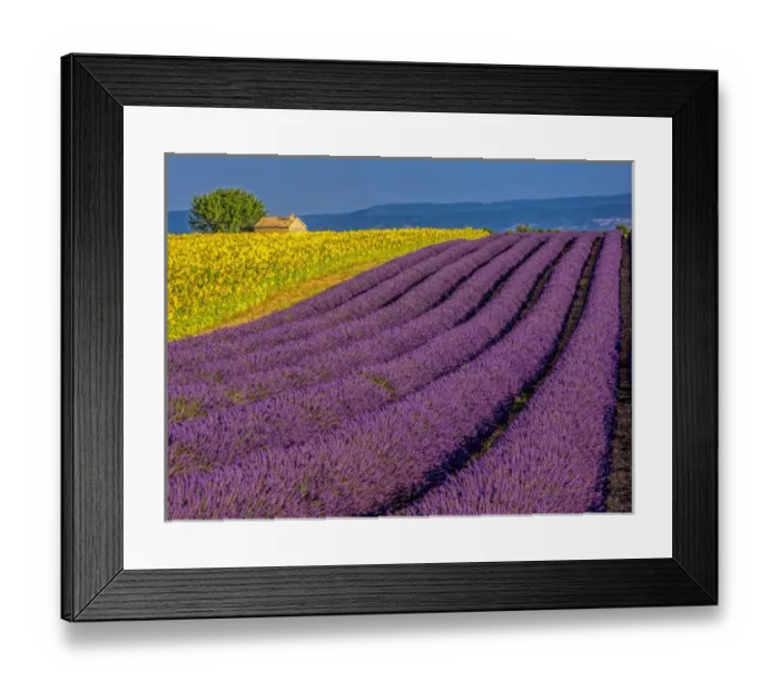 Framed Print : Europe; France; Provence; Old Farm House in Field of Lavender and Sunflowers Framed Print : Europe; France; Provence; Old Farm House in Field of Lavender and Sunflowers