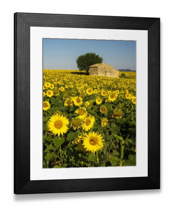 Framed Print : Europe; France; Provence; Old Farm House in Field of Sunflowers Framed Print : Europe; France; Provence; Old Farm House in Field of Sunflowers