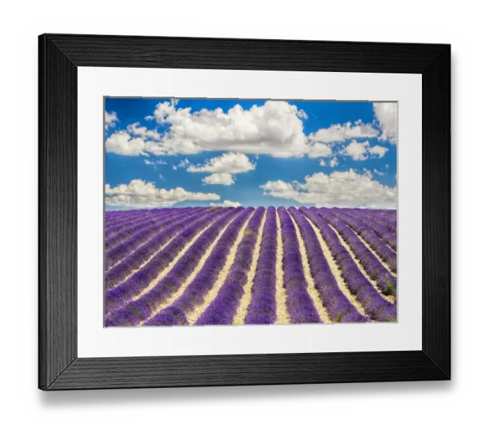 Framed Print : Europe; France; Provence; Lavender Field on the Valensole plateau Framed Print : Europe; France; Provence; Lavender Field on the Valensole plateau