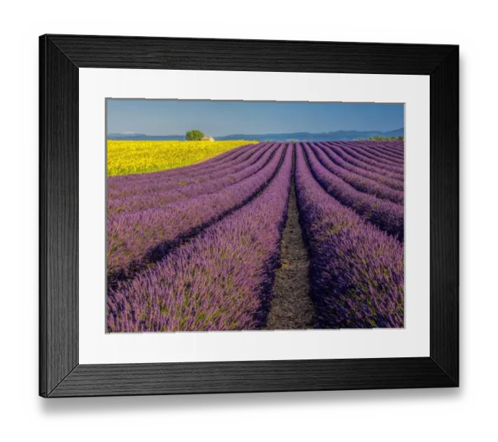 Framed Print : Europe; France; Provence; Old Farm House in Field of Lavender and Sunflowers Framed Print : Europe; France; Provence; Old Farm House in Field of Lavender and Sunflowers