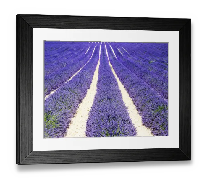 Framed Print : Europe; France; Provence; Lavender Field on the Valensole plateau Framed Print : Europe; France; Provence; Lavender Field on the Valensole plateau