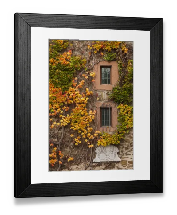 Framed Print : Germany, Hesse, Wetzlar, building covered with ivy, autumn Framed Print : Germany, Hesse, Wetzlar, building covered with ivy, autumn