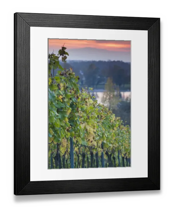 Framed Print : Germany, Baden-Wurttemburg, Black Forest, Breisach, vineyard, autumn Framed Print : Germany, Baden-Wurttemburg, Black Forest, Breisach, vineyard, autumn
